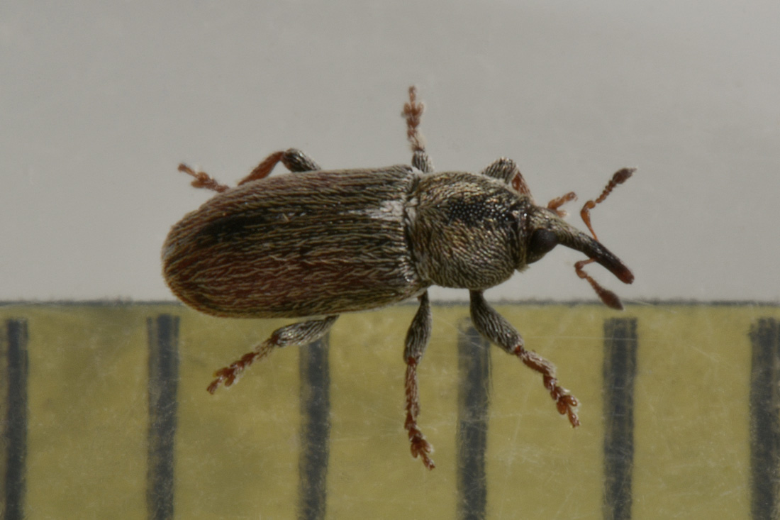 Curculionidae: Tychius cuprifer?   S !
